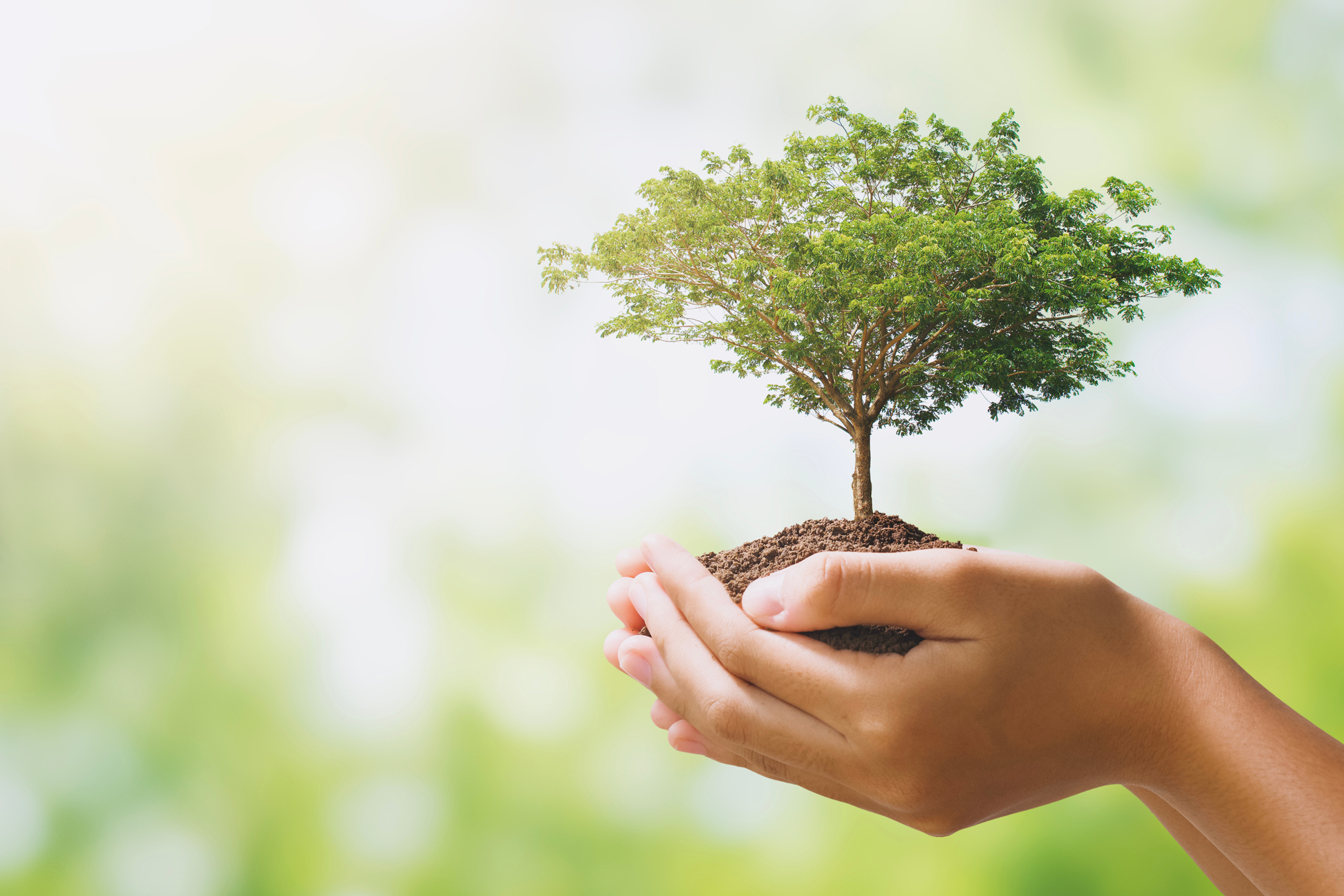 Hands holding small tree