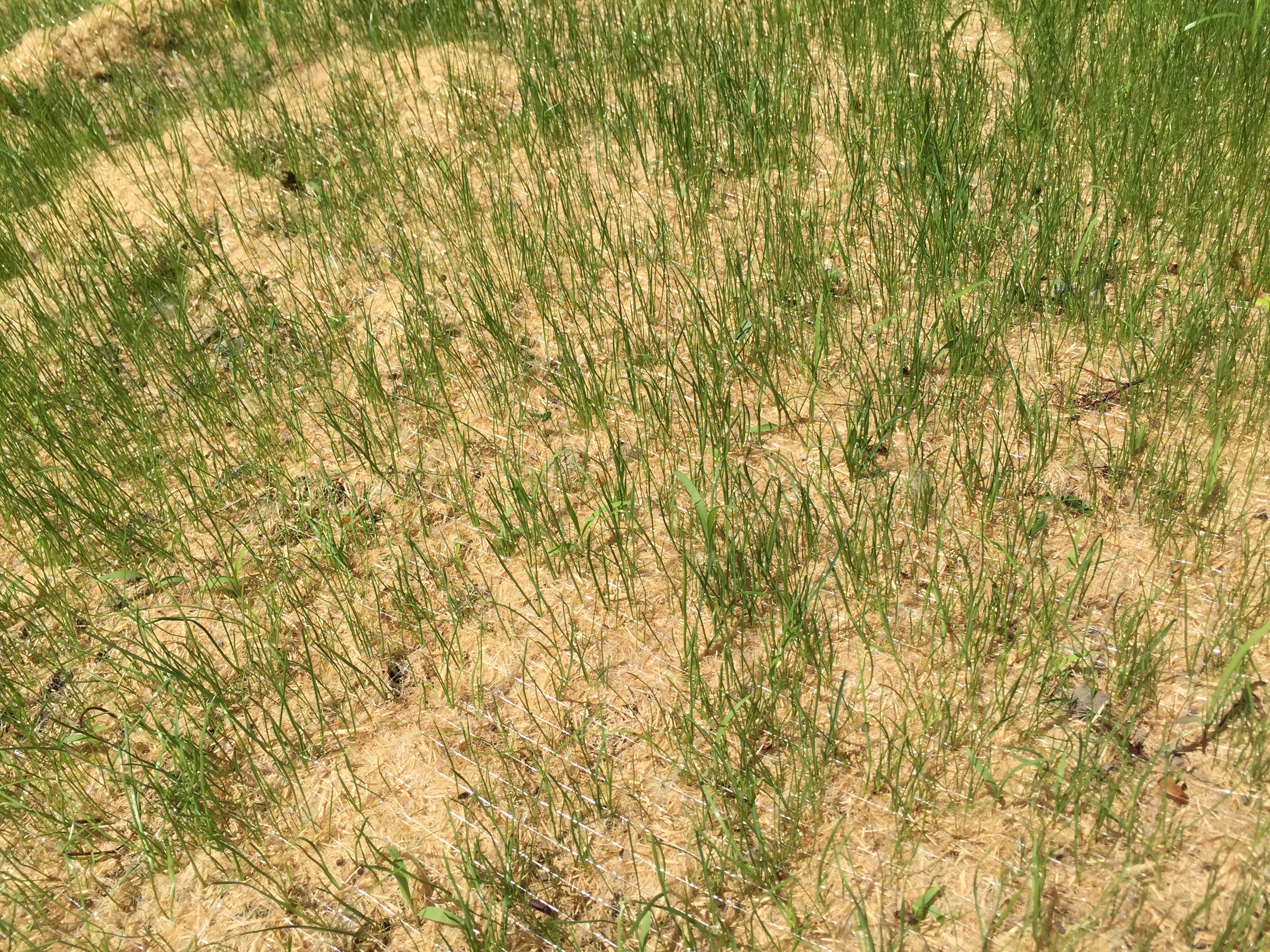 Example of Grass Restoration.JPG